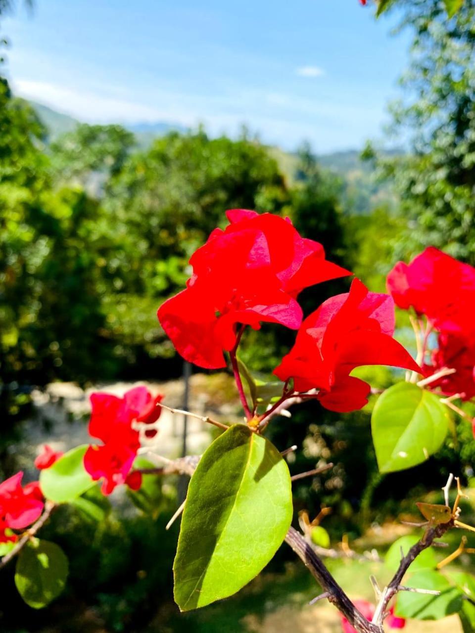 Blissful Haven Hotel Ella Bagian luar foto