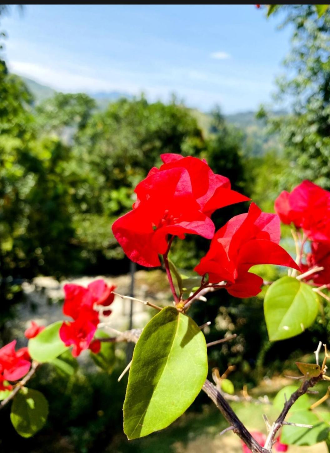 Blissful Haven Hotel Ella Bagian luar foto