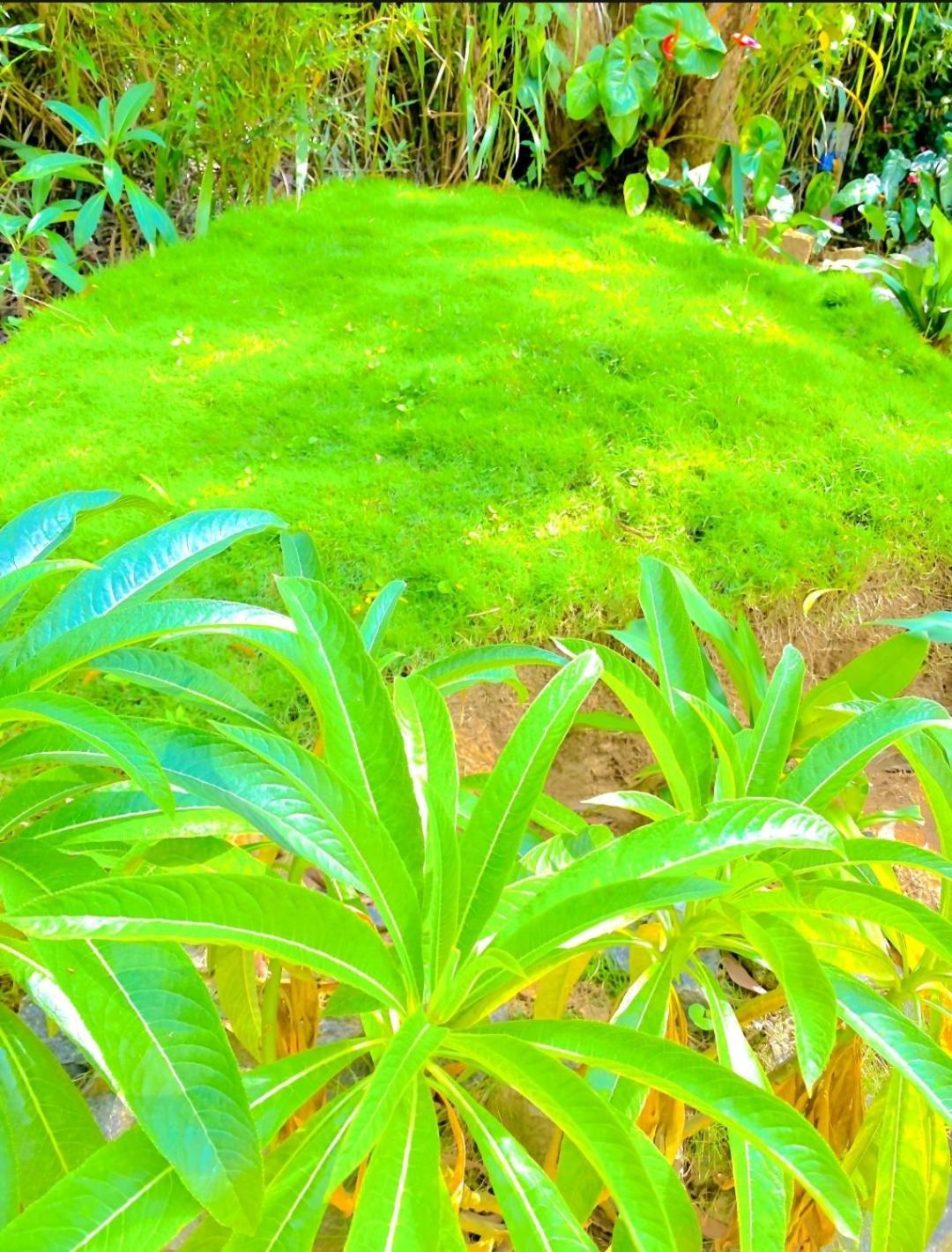 Blissful Haven Hotel Ella Bagian luar foto
